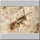 Nomada flava  - Wespenbiene m02a 7mm - Sandgrube Niedringhaussee det.jpg